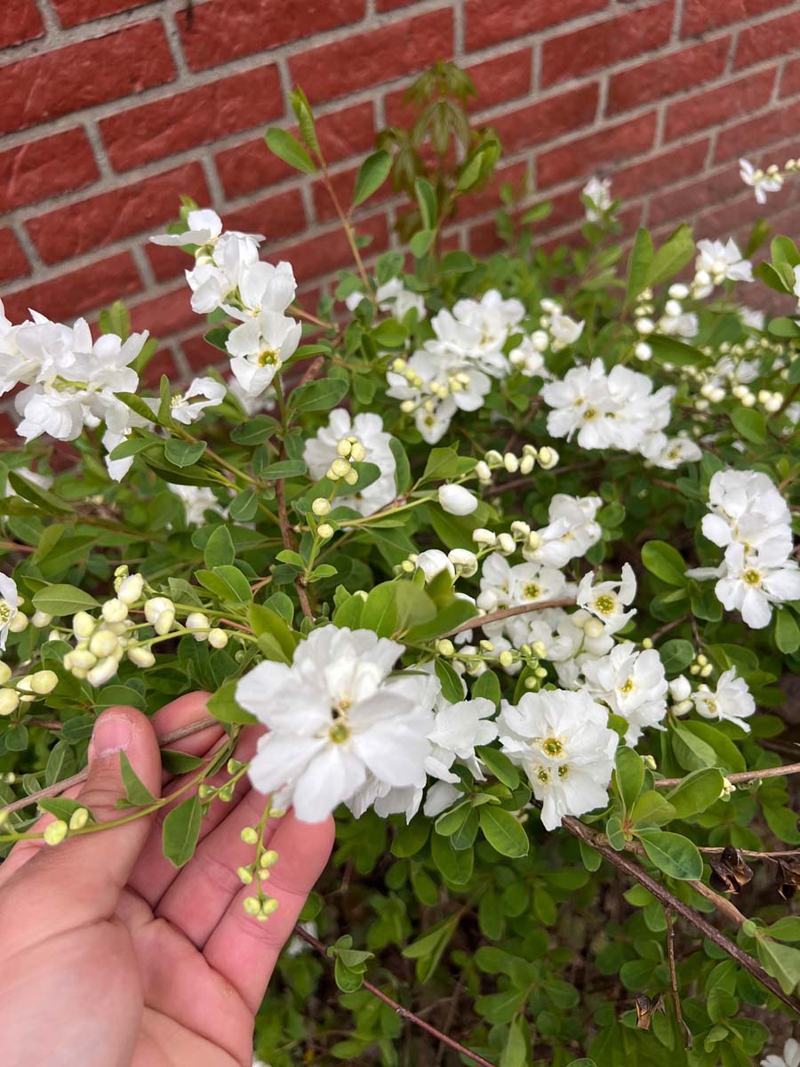 Exochorda 'The Bride' Tuinplanten bloem