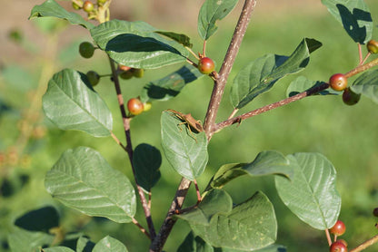 Frangula alnus op stam twijg