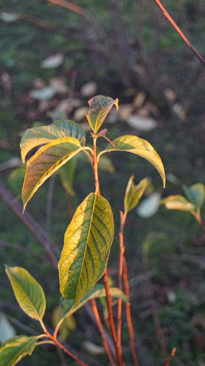 Halesia carolina solitair blad