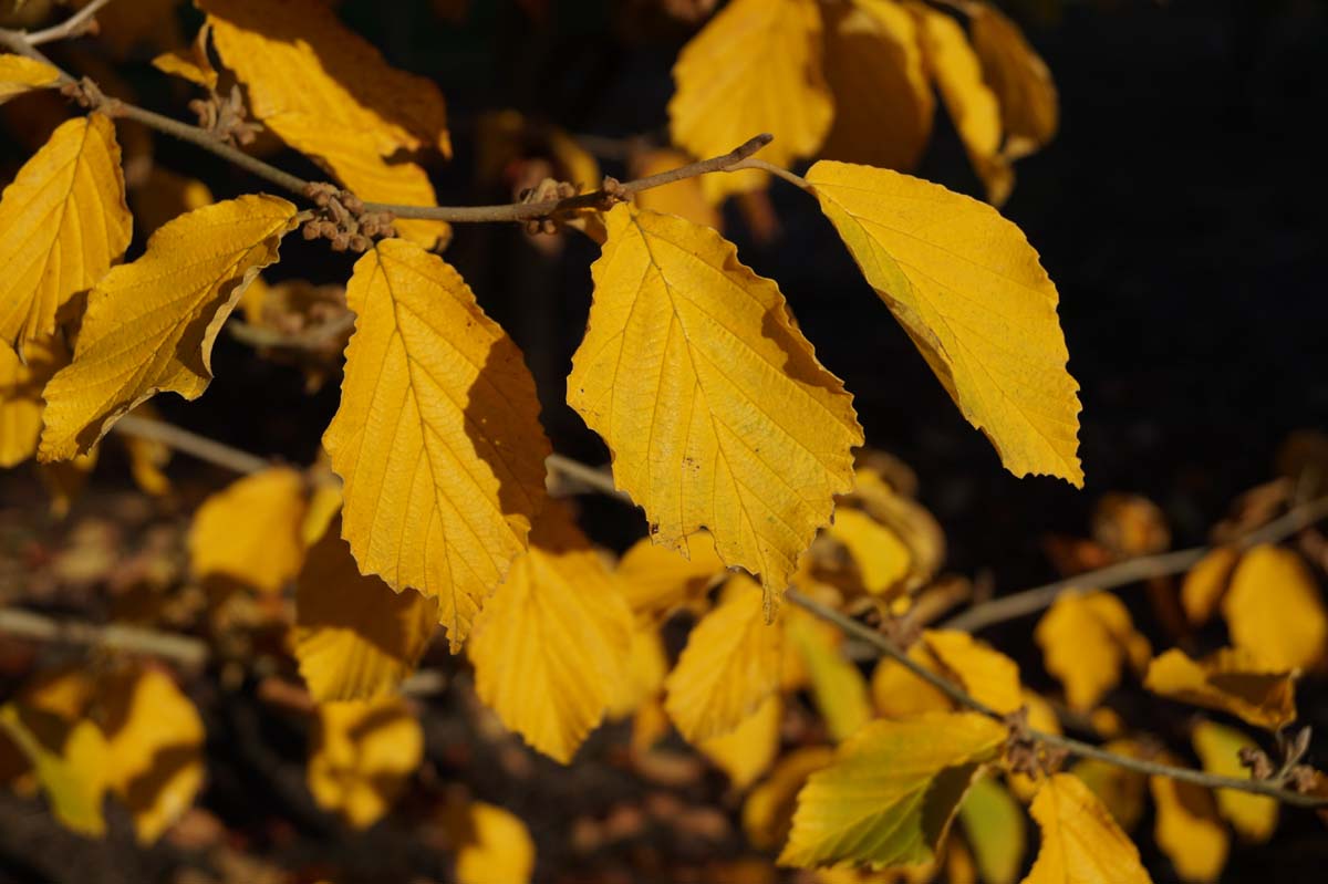Hamamelis intermedia 'Pallida' herfstkleur