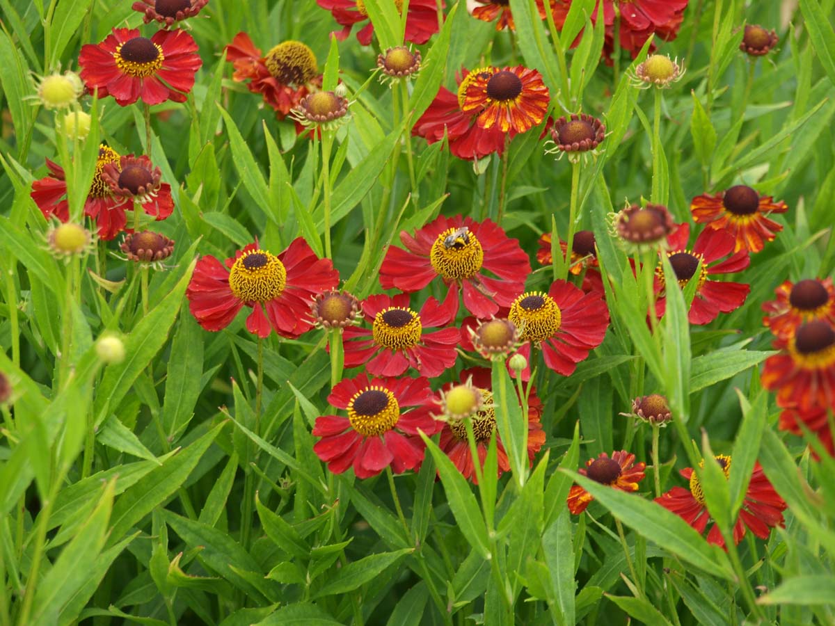 Helenium 'Moerheim Beauty' bloem