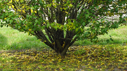 Hibiscus syriacus 'Lady Stanley' meerstammig / struik stam