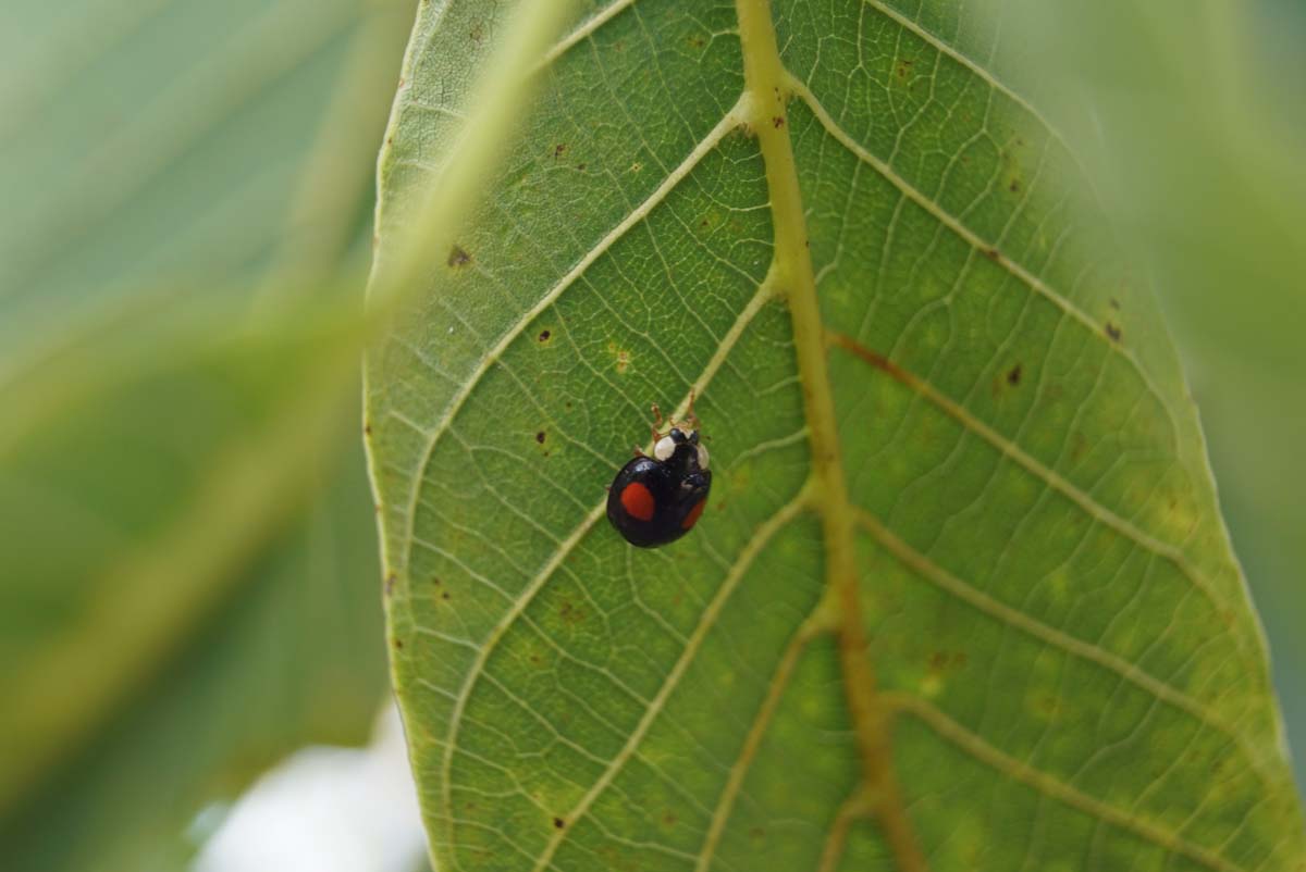Juglans regia 'Plovdivski' op stam biodiversiteit