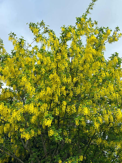 Laburnum anagyroides solitair bloesem
