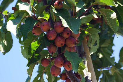 Malus 'Neville Copeman' meerstammig / struik vrucht