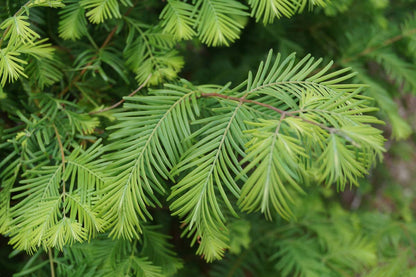 Metasequoia glyptostroboides leiboom naalden
