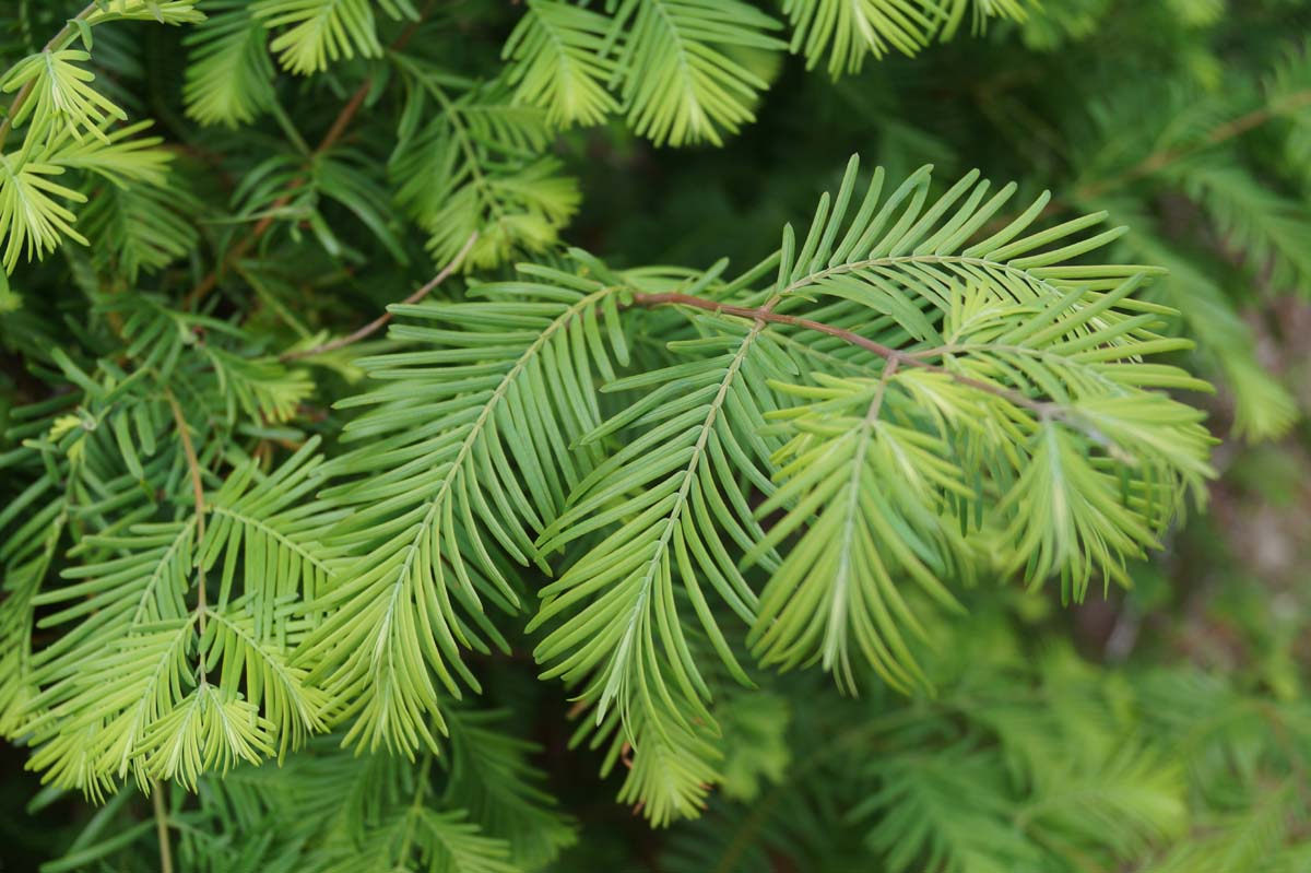 Metasequoia glyptostroboides op stam naalden