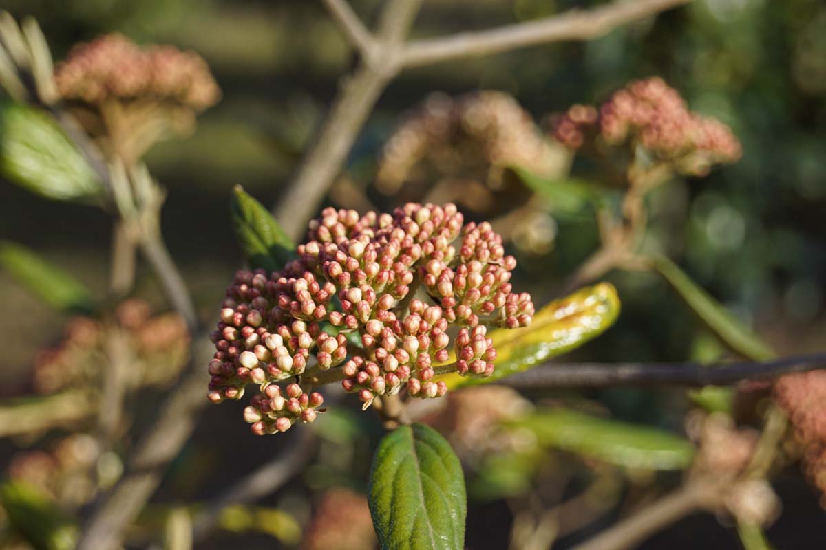 Osmanthus burkwoodii Tuinplanten bloem
