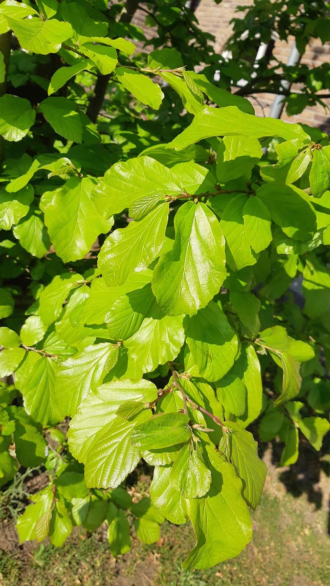 Parrotia persica dakboom blad