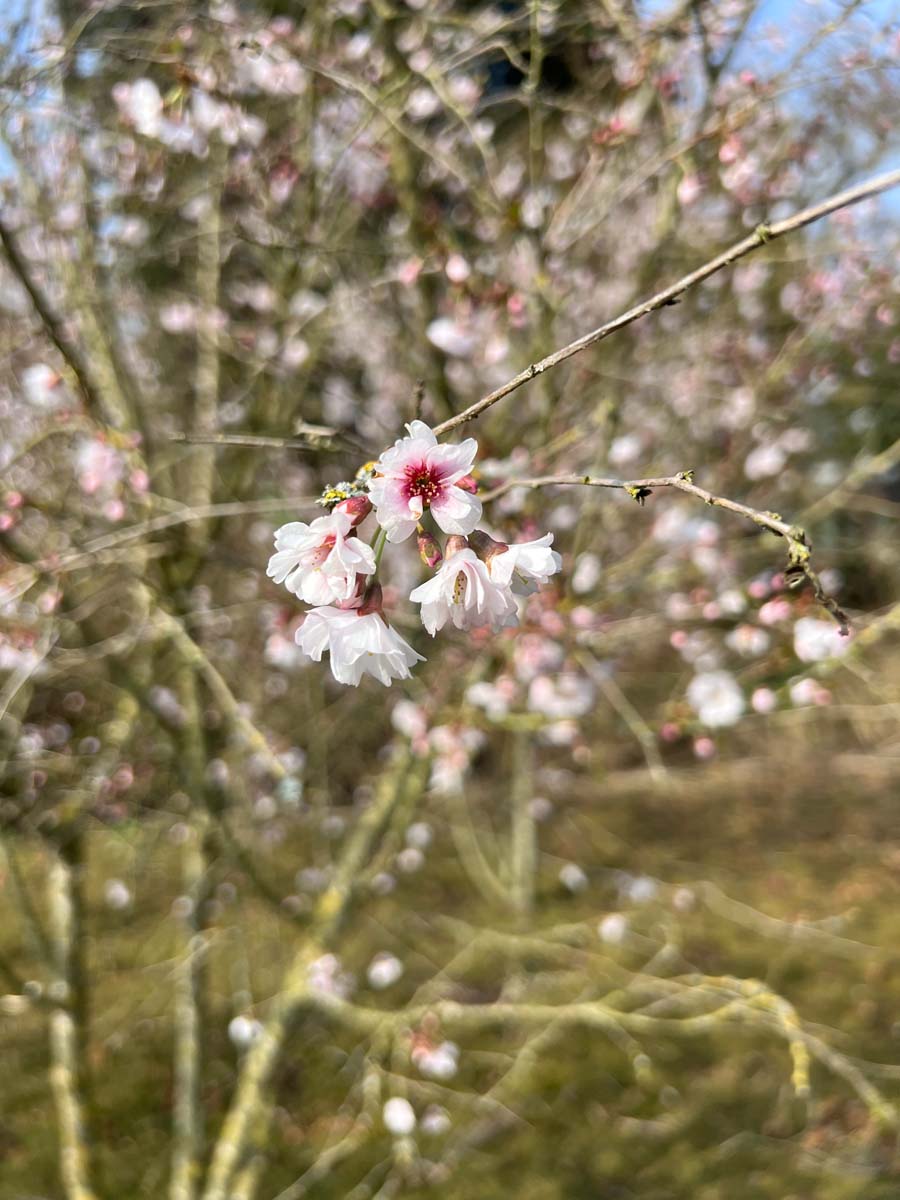 Prunus 'Hally Jolivette' meerstammig / struik bloem