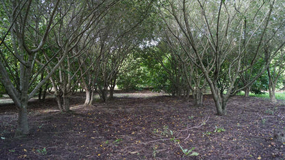 Prunus incisa 'Fujiyama' stam