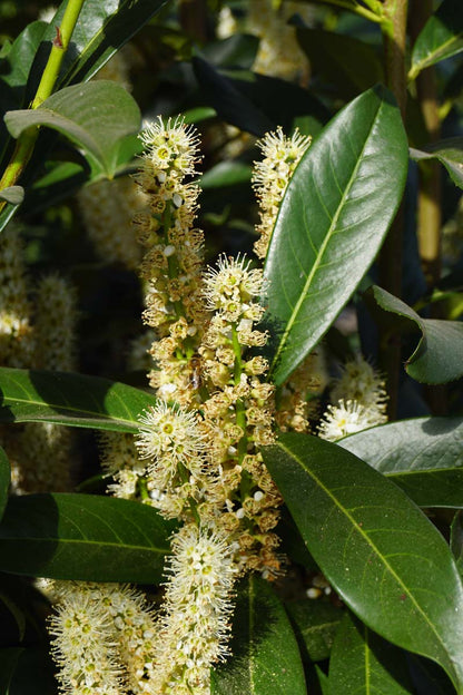 Prunus laurocerasus 'Mariblon' op stam bloem