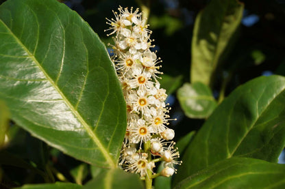 Prunus laurocerasus 'Rotundifolia' solitair bloem