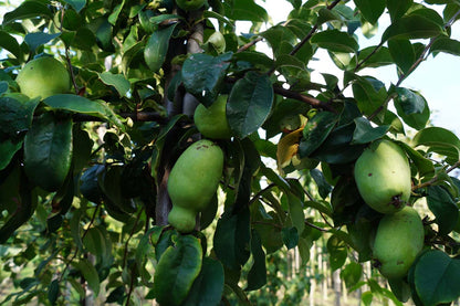 Pseudocydonia sinensis Tuinplanten vrucht