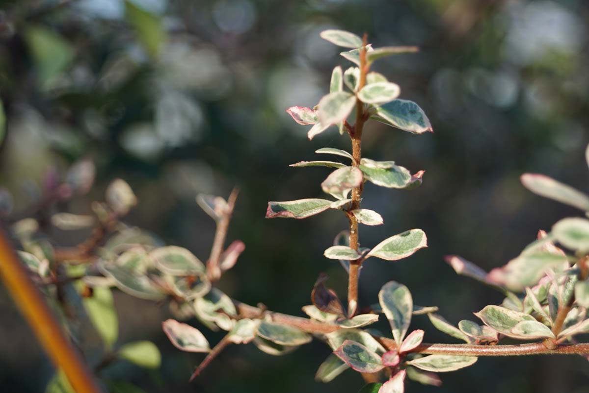 Pyracantha 'Sparkler' meerstammig / struik blad