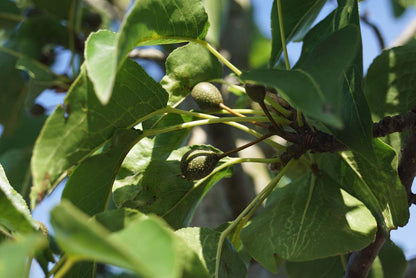 Pyrus communis 'Red Spire' op stam vrucht