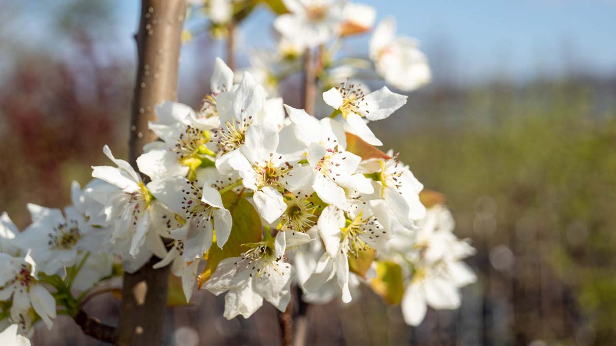 Pyrus pyrifolia 'Kosui' op stam bloem