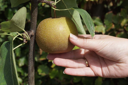 Pyrus pyrifolia 'Niitaka' meerstammig / struik peer