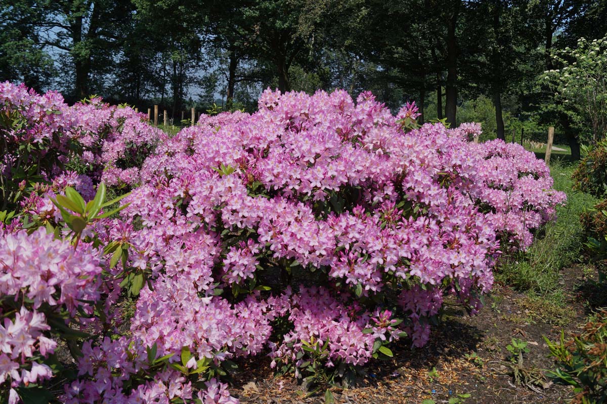 Rhododendron ponticum 'Roseum' meerstammig / struik struik