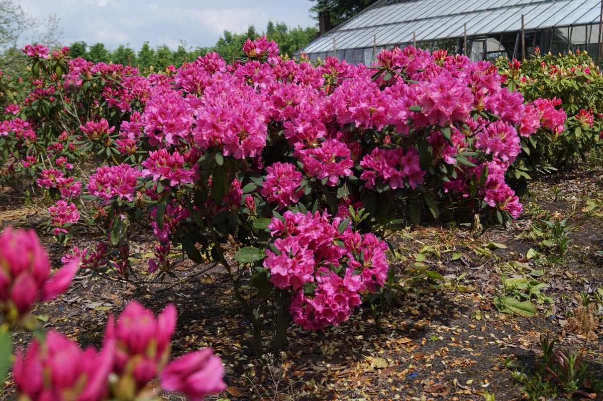 Rhododendron 'Salvini' meerstammig / struik struik