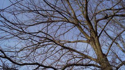Robinia pseudoacacia 'Bessoniana' Tuinplanten winter