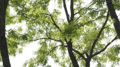 Robinia pseudoacacia 'Frisia' meerstammig / struik kroon