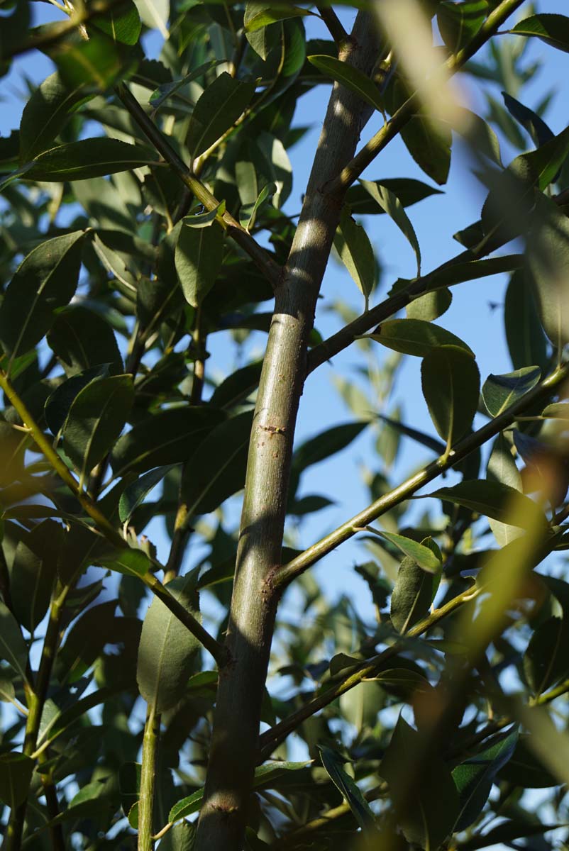 Salix pentandra op stam stam