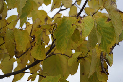 Styrax obassia op stam herfstkleur