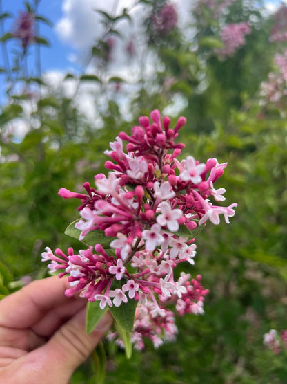 Syringa microphylla 'Superba' Tuinplanten bloem
