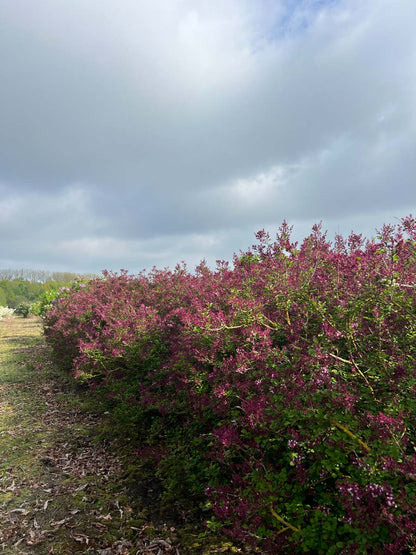 Syringa 'Red Pixie' meerstammig / struik struik