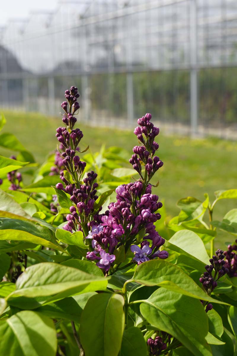 Syringa vulgaris 'Nadezhda' meerstammig / struik bladeren
