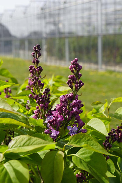 Syringa vulgaris 'Nadezhda' Tuinplanten bladeren