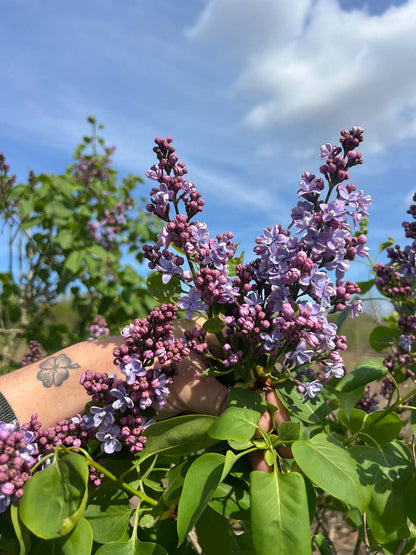 Syringa vulgaris 'Prof. Hoser' meerstammig / struik bloem