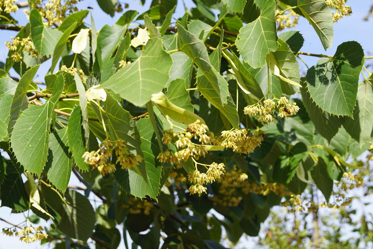 Tilia mandshurica op stam bloesem