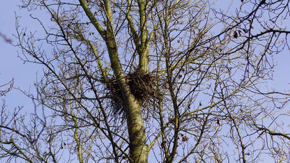 Ulmus 'Columella' op stam kroon