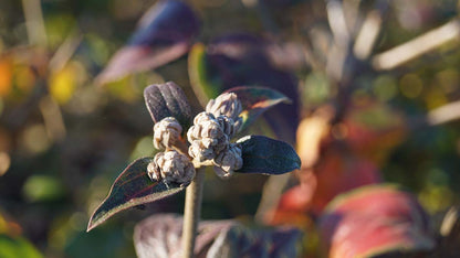 Viburnum carlesii bloem