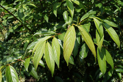 Viburnum hillieri 'Winton' meerstammig / struik blad