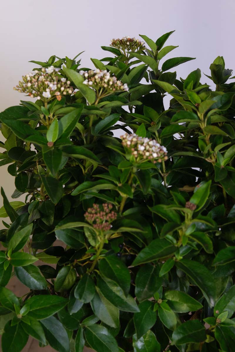 Viburnum tinus 'Eve Price' Tuinplanten blad