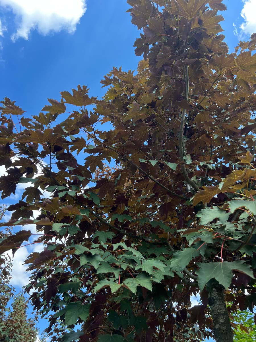 Acer pseudoplatanus 'Atropurpureum' meerstammig / struik kroon