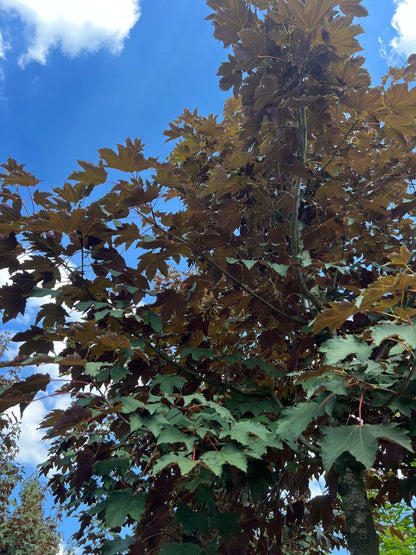 Acer pseudoplatanus 'Atropurpureum' meerstammig / struik kroon