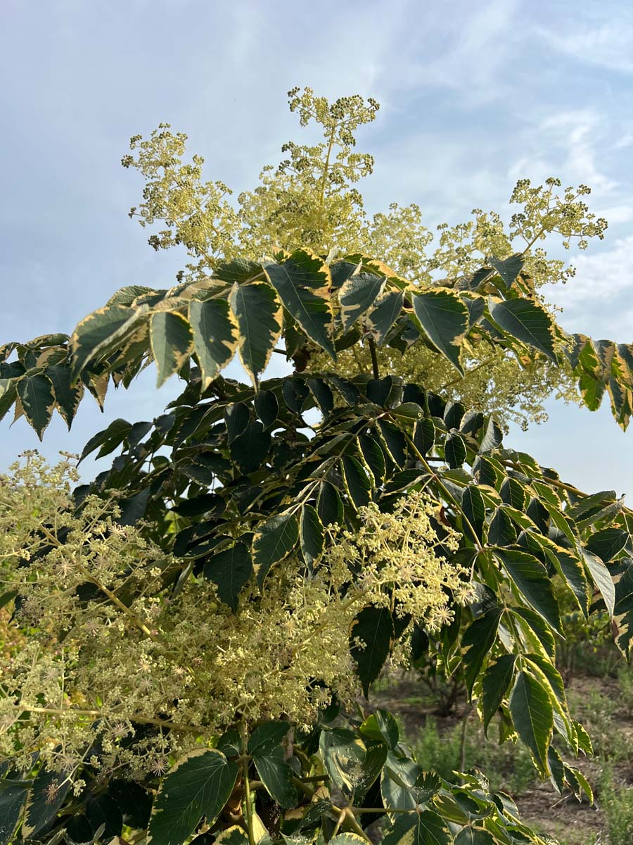 Aralia elata 'Golden Umbrella' bloem