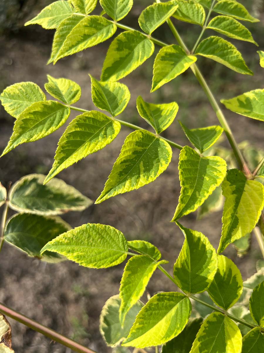 Aralia elata 'Variegata' Tuinplanten blad