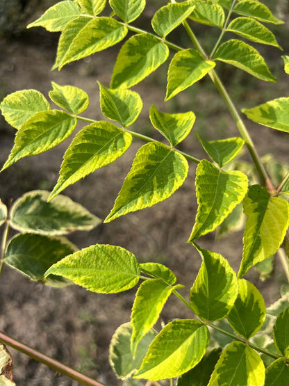 Aralia elata 'Variegata' Tuinplanten blad