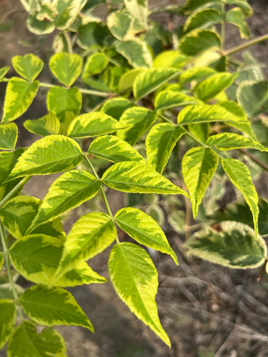 Aralia elata 'Variegata' bladeren