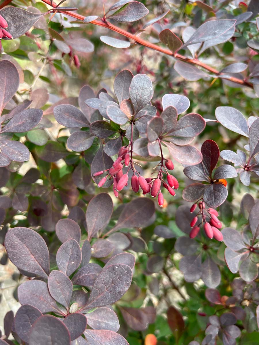 Berberis ottawensis 'Superba' meerstammig / struik vrucht