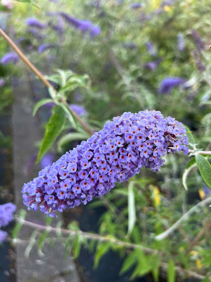 Buddleja davidii 'Nanho Blue' Tuinplanten bloem