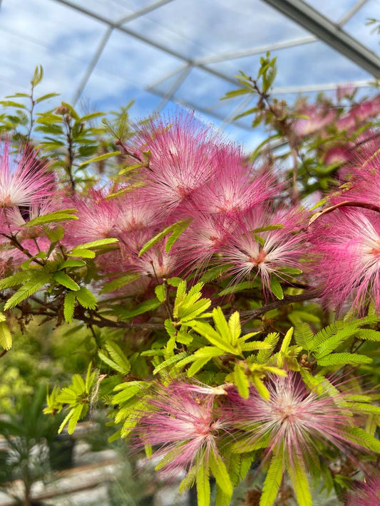 Calliandra surinamensis 'Dixie Pink' meerstammig / struik bloem