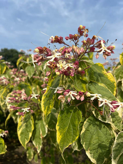 Clerodendrum trichotomum 'Variegatum' meerstammig / struik bloem