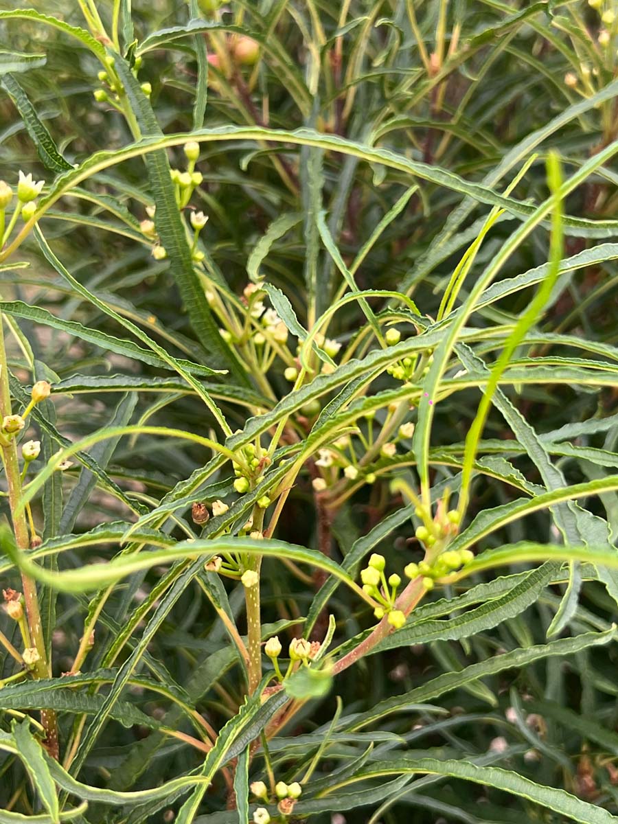 Frangula alnus 'Ron Williams' bladeren