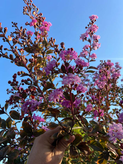 Lagerstroemia indica meerstammig / struik bloesem